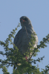 Dark Chanting Goshawk (Melierax metabates)