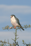 Pygmy Falcon (Polihierax semitorquatus)