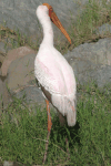 Yellow-billed Stork (Mycteria ibis)