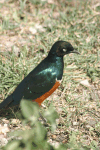 Superb Starling (Lamprotornis superbus)