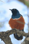 Superb Starling (Lamprotornis superbus)