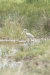 African Spoonbill (Platalea alba)