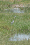 Black-headed Heron (Ardea melanocephala)