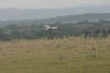 Montagu's Harrier Lesser Kestrel