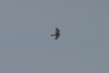 Lesser Kestrel Flight