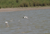 Lesser Flamingo Flight