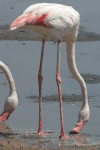 Greater Flamingo (Phoenicopterus roseus)