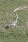 Black-headed Heron (Ardea melanocephala)