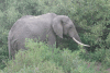 African Bush Elephant (Loxodonta africana)