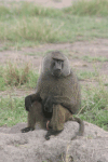 Olive Baboon (Papio anubis)