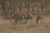 Plains Zebra (Equus quagga)