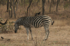 Plains Zebra (Equus quagga)