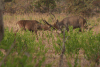 Dueling Waterbuck Males