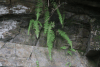 Fern Growing Moisture Waterfall