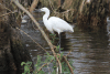 Western Little Egret (Egretta garzetta garzetta)