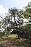 Tree Weaver Nests