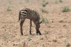 Baby Zebra