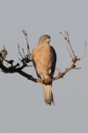 Shikra (Accipiter badius)