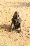 Olive Baboon (Papio anubis)