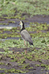 Long-toed Lapwing (Vanellus crassirostris)