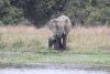 African Bush Elephant (Loxodonta africana)