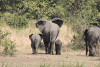 African Bush Elephant (Loxodonta africana)