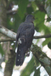 Red-chested Cuckoo (Cuculus solitarius)