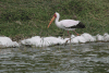 Yellow-billed Stork (Mycteria ibis)