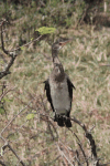 African Reed Cormorant (Microcarbo africanus africanus)