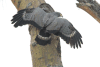 African Harrier-hawk (Polyboroides typus)