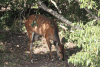 Nile Bushbuck (Tragelaphus scriptus bor)