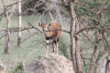 Nile Bushbuck (Tragelaphus scriptus bor)