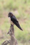 Barn Swallow (Hirundo rustica)