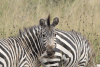 Grant's Zebra (Equus quagga boehmi)