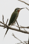 Blue-cheeked Bee-eater (Merops persicus)