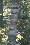 Bark Tree Looks Like