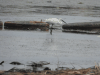 Little Egret (Egretta garzetta)