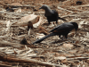 Somali Starling (Onychognathus blythii)