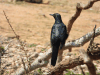 Somali Starling (Onychognathus blythii)