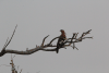 African Hoopoe (Upupa africana)