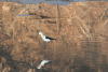 Black-winged Stilt (Himantopus himantopus)