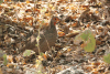 Swainson's Francolin (Pternistis swainsonii)