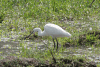 Western Little Egret (Egretta garzetta garzetta)