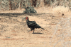 Southern Ground Hornbill (Bucorvus leadbeateri)