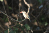 Brown-hooded Kingfisher (Halcyon albiventris)