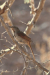 Collared Palm Thrush (Cichladusa arquata)