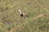 Long-toed Lapwing (Vanellus crassirostris)