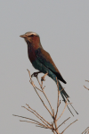 Lilac-breasted Roller ssp. caudatus (Coracias caudatus caudatus)